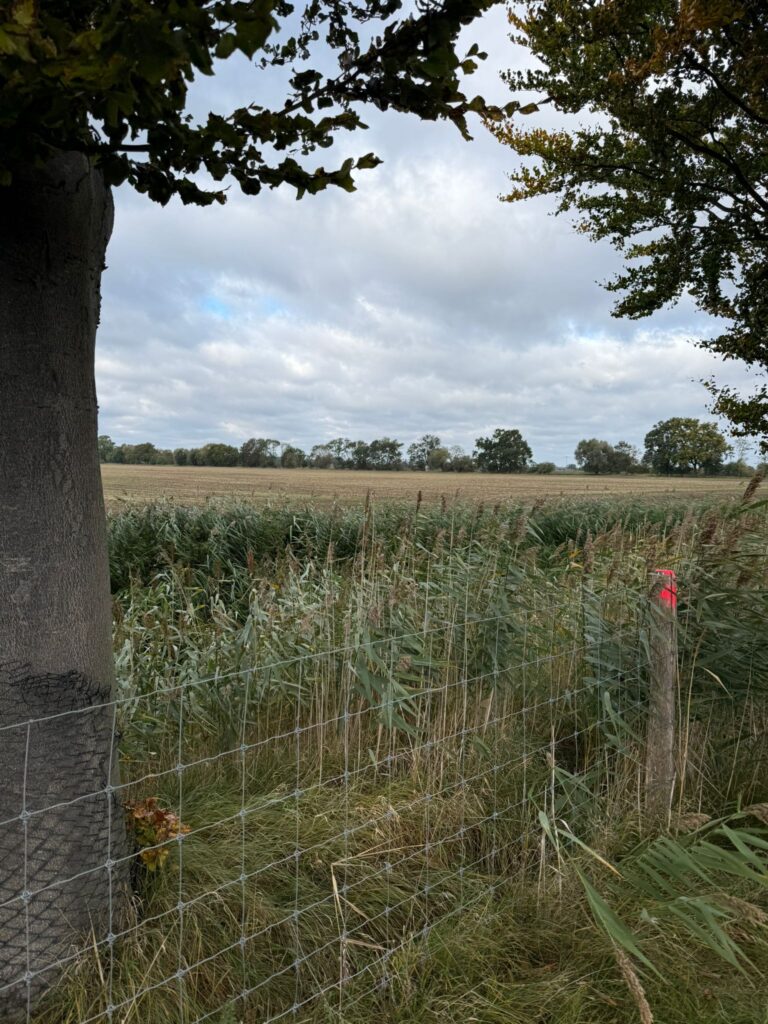 Zwischen Schutz und Abwehr – Bibermanagement auf dem Prüfstand 🦫💬